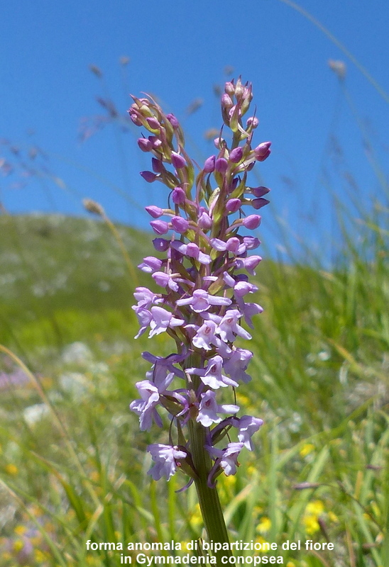 Orchidee a Campo Imperatore tra Medioevo e wilderness  primavera 2023